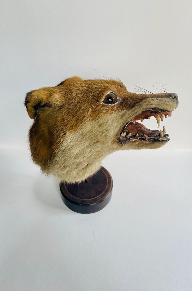 Fox Head-photo-3